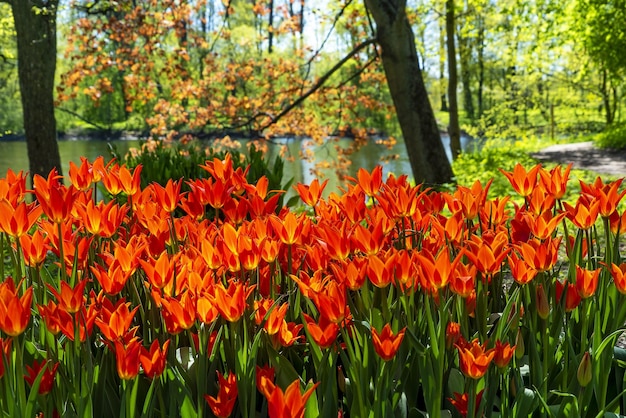 Redorange tulips in a flower bed near a stream