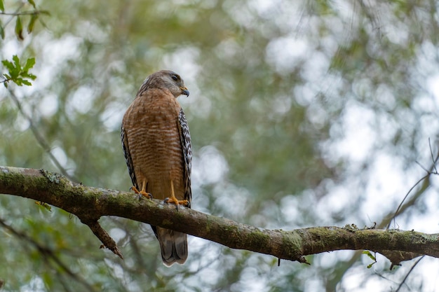 The redshouldered hawk bird perching on a tree branch looking for prey to hunt in summer forest