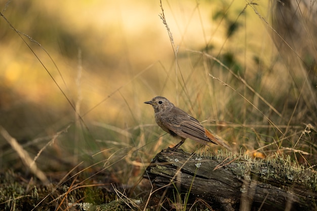 Redstart sits on a log in a fabulous place, incredible wildlife