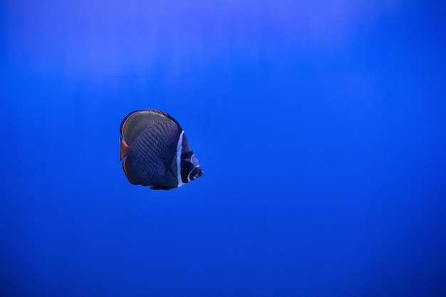 Redtail butterflyfish swimming alone in blue aquarium