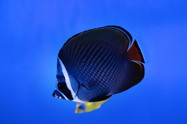 Redtail butterflyfish swimming in blue aquarium closeup