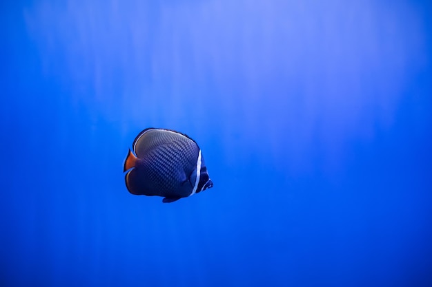 Redtail butterflyfish swimming in blue aquarium