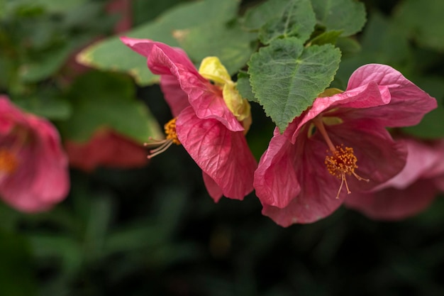 Redvein abutilon or Abutilon pictum disputed red vein Indian mallow Chineselantern