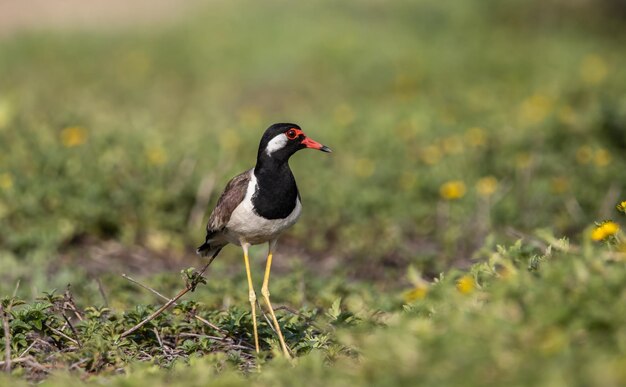 Photo redwattled lapwing on ground animal portrait