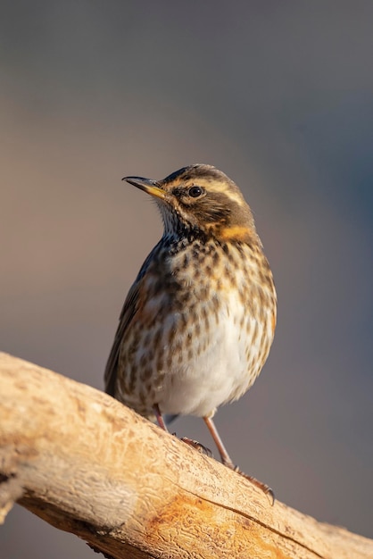 Redwing (Turdus iliacus) Malaga, Spain