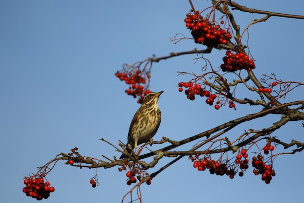 Redwings feasting on winter rowan berries in Spring sunshine