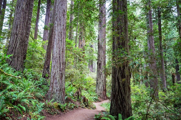 Redwood trees in Northern California forest, USA