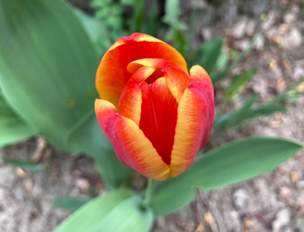 Redyellow tulip