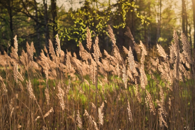 Reed beds in the light of the sun the natural background Sunny reed beds on a spring day Selective soft focus on reeds care for nature forest