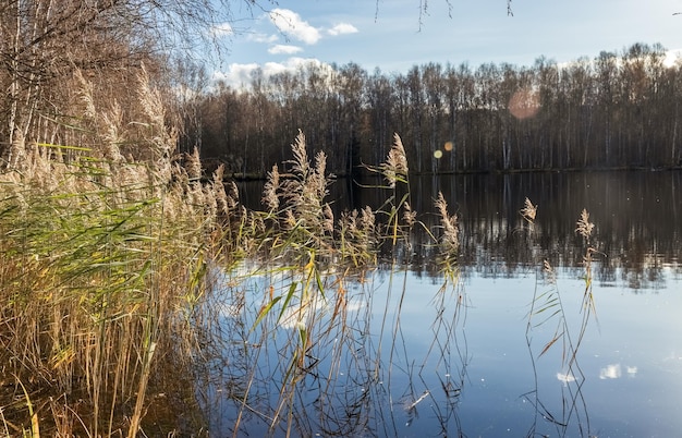 The reed grows on the shore of the lake. Autumn landscape. Blurred background. Photo