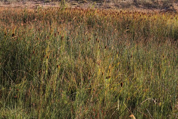 Reed plant in the swamp