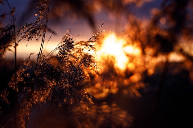 Reed in the rays of a golden sunset as background.