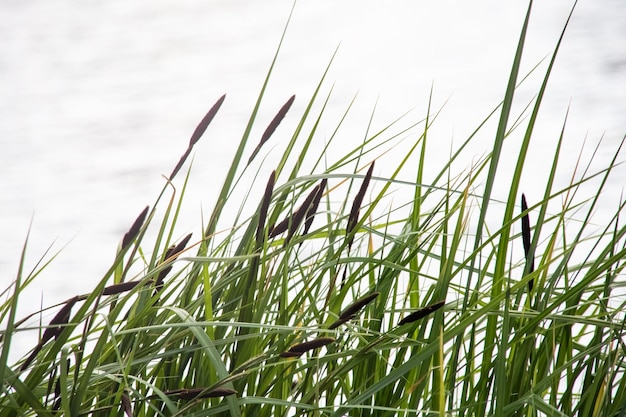 Photo reed with green leaves on the river