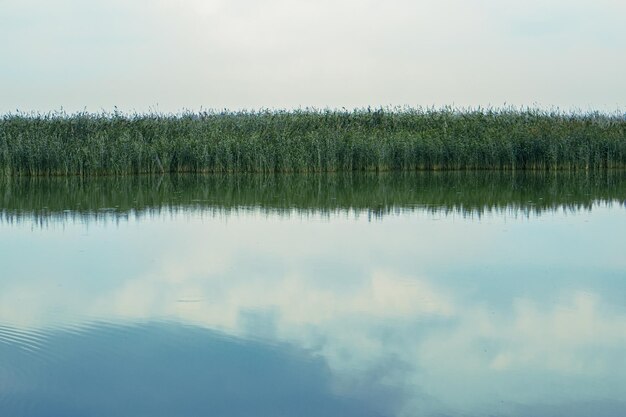 Reeds and clouds reflected in the blue water of a lake or pond sunrise or sunset