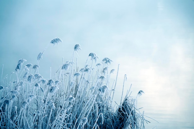 Reeds in a fog