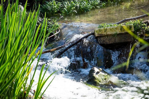 Reeds in river