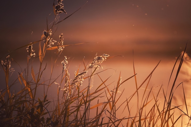 Reeds on the shore of the lake at sunset Abstract autumn nature background