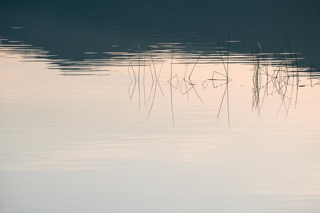 Reeds on the shore of the lake at sunset Plants are reflected in the calm water surface