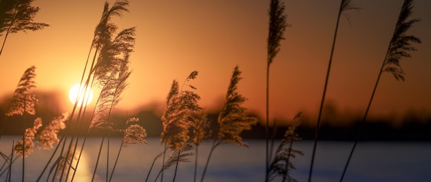 Reeds at sunset