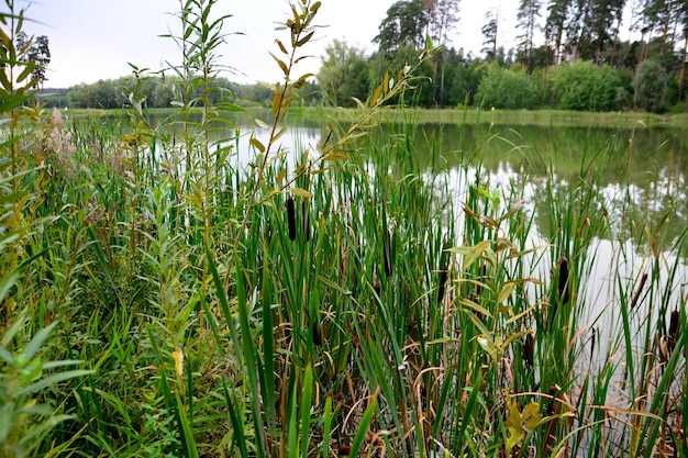 Photo reeds with green grass on the edge of green pond in the forest, close-up