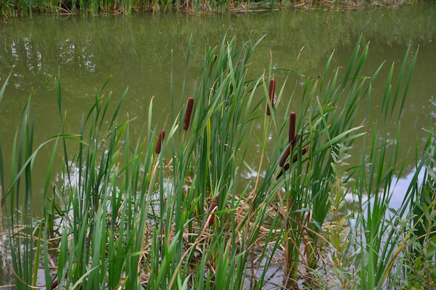 Photo reeds with green grass on the edge of the pond with water and reflection, close-up