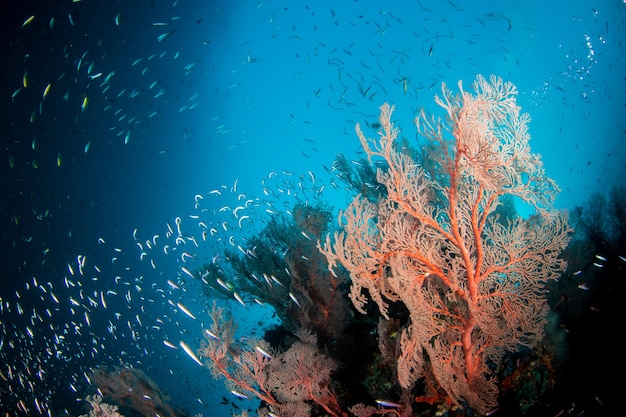 Reef of corals under blue clear water