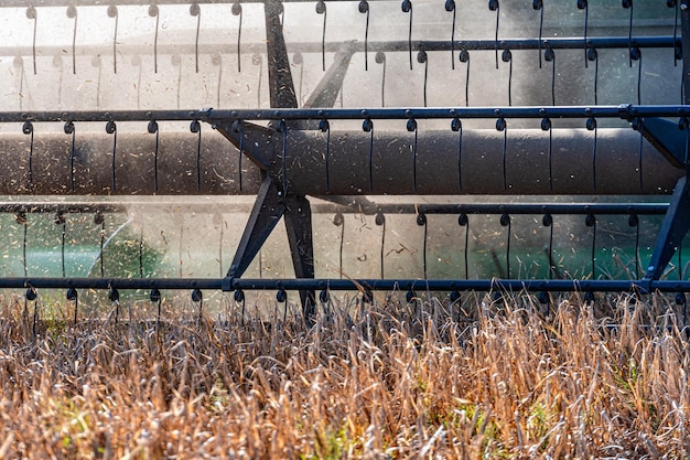 The reel of a agricultural combine harvester cuts wheat cereals in the dust harvesting season