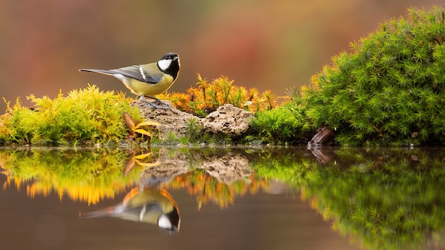 Reflection of adult great tit drinking water from colourful pond in autumn