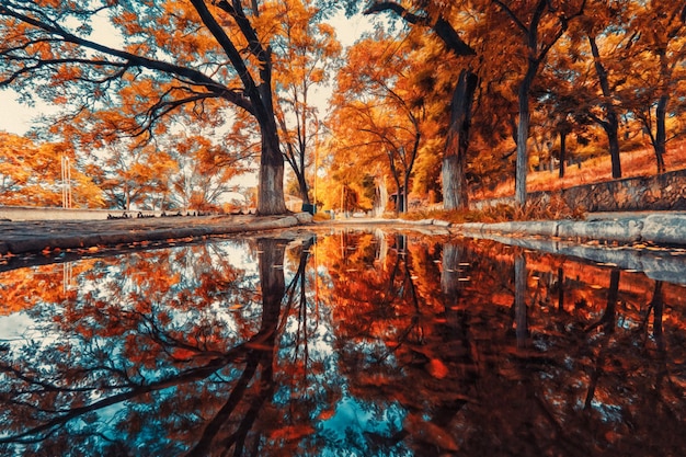 Reflection of autumn trees and street in a puddle Illustration