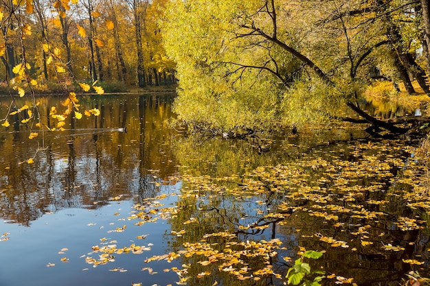 reflection in park lake. Autumn weather. Natural autumnal landscape. yellow leaves on tree branches