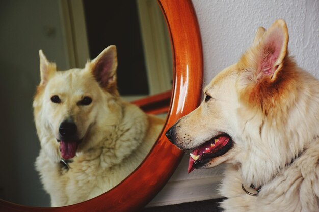 Photo reflection portrait of dog in mirror