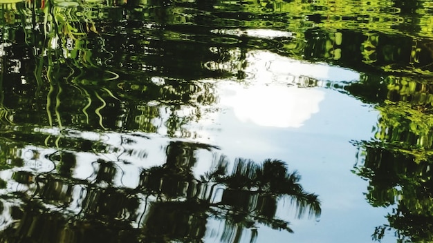 Photo reflection of trees in lake