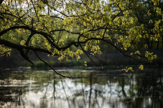 Photo reflection of trees in lake