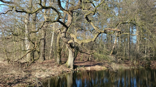 Photo reflection of trees in river