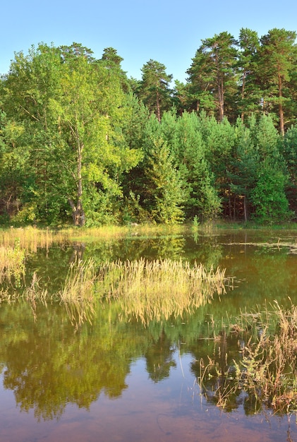 Reflection of trees in the water on a sunny day. Krasnoyarsk Territory, Siberia, Russia