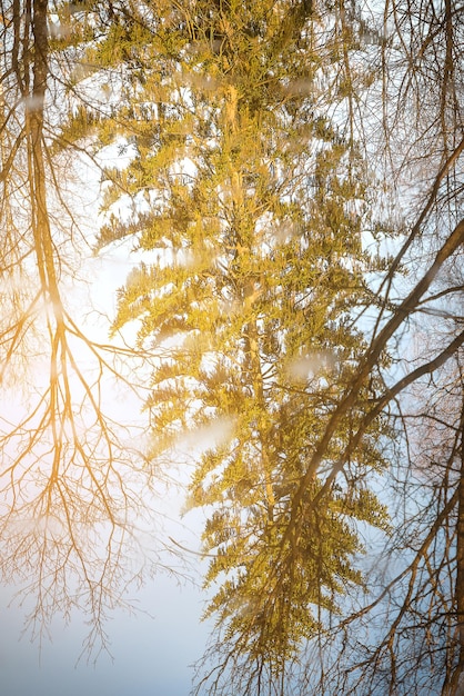 Reflection of trees in water Sunny