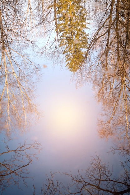 Reflection of trees in water Sunny