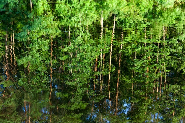 Reflection of trees with green saturated juicy foliage in the water of the lake on the bank of , which these plants grow close up in summer