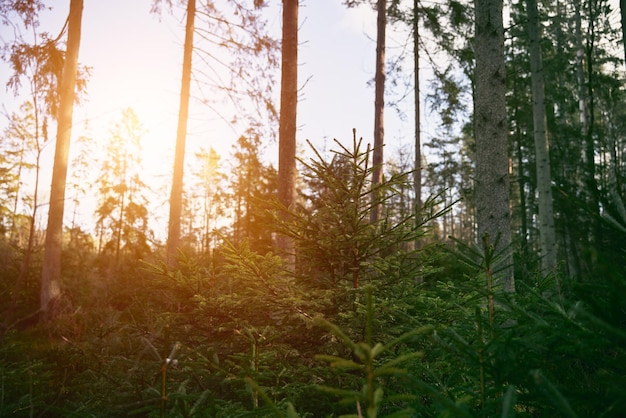 Reforestation after clearing in coniferous forest Tree nursery Young natural forest Concept of sustainable future