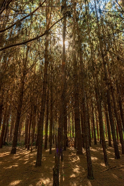 Reforestation of pinus elliot within a forest on the farm