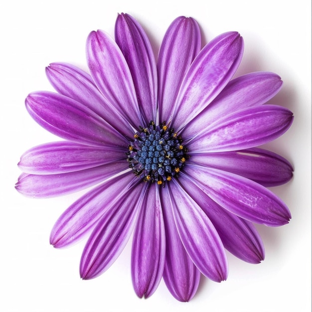 Regal Blooms A Vibrant Purple Flower Blooms Against a Pure White Background