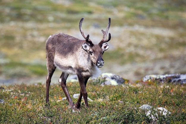 Reindeer grazing in nature