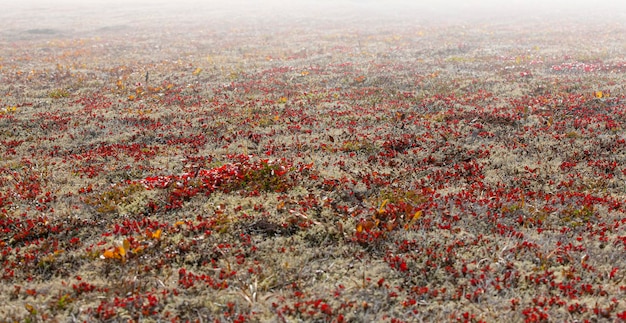 Reindeer moss on the volcano in autumn on Kamchatka Peninsula