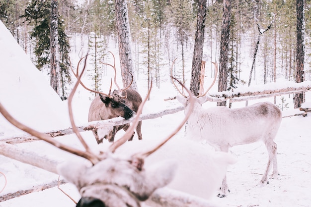 Photo reindeer sledge, in winter