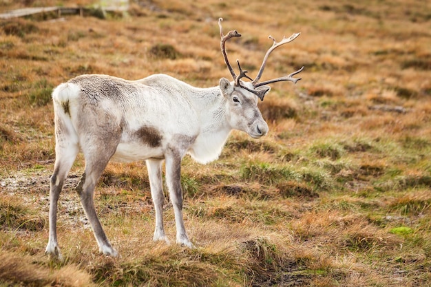 Reindeer walks through a large pasture in Scotland. Deer are looking for and eating the last green grass, which will soon become dry as it is now mid-autumn.