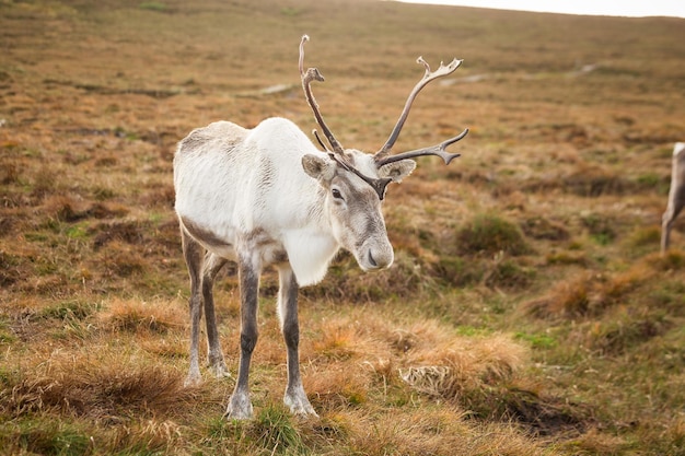 Reindeer walks through a large pasture in Scotland. Deer are looking for and eating the last green grass, which will soon become dry as it is now mid-autumn.