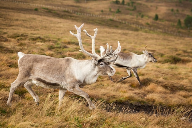 Reindeer walks through a large pasture in Scotland. Deer are looking for and eating the last green grass, which will soon become dry as it is now mid-autumn.