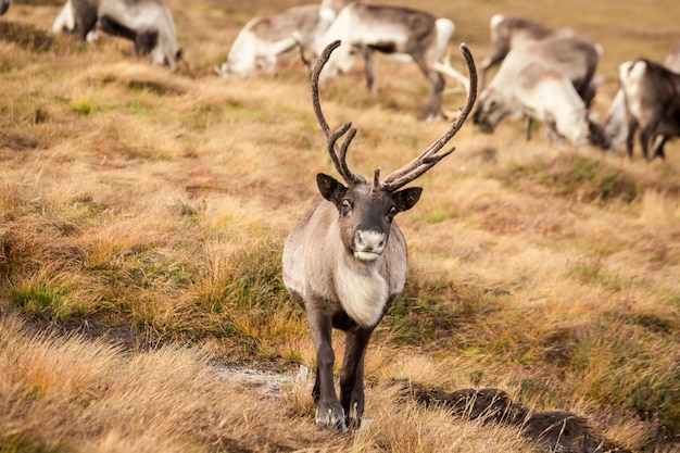 Reindeer walks through a large pasture in Scotland