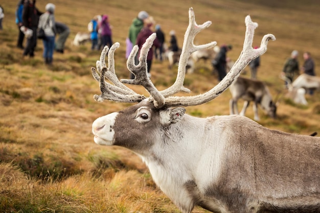 Reindeer walks through a large pasture in Scotland