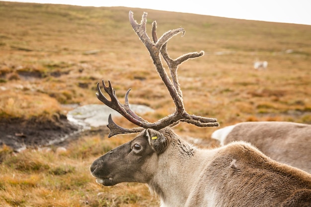 Reindeer walks through a large pasture in Scotland